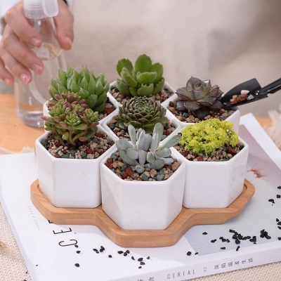 Succulent Planter Set