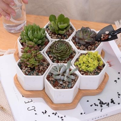 Succulent Planter Set